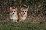 CORGI PEMBROKE 1414